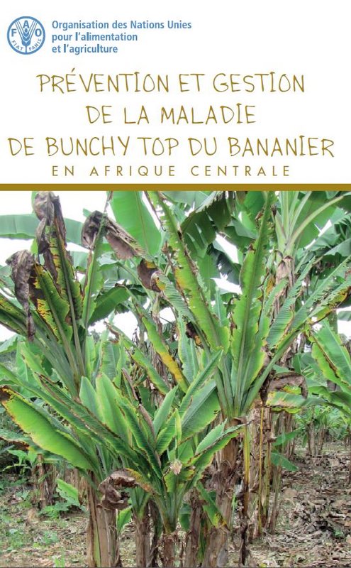 Une bananeraie infectée par le virus Bunchy Top du bananier.