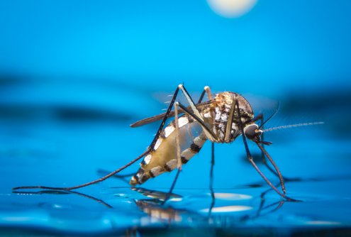 Genetically modified fungus to fight malaria