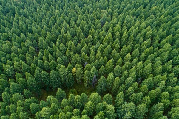 Vue aérienne d’une forêt