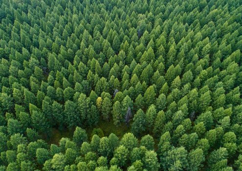 Vue aérienne d’une forêt