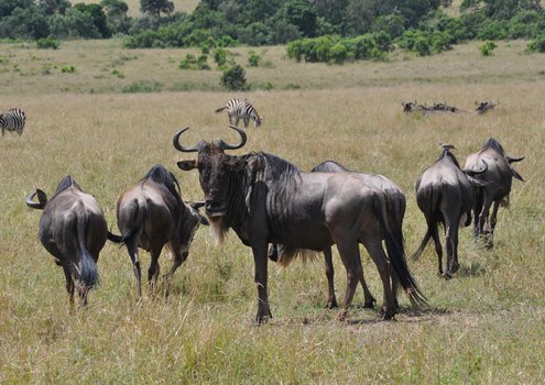 A herd of wildebeest grazing in the light green grass in the African savannah.