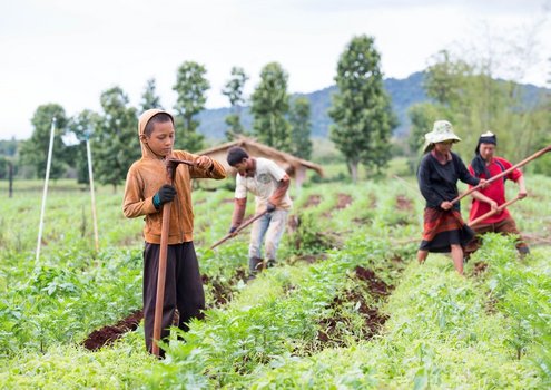 Child-labour-in-agricultural-sector