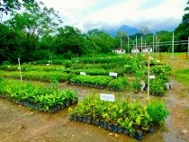 Pépinière dans la Reserva Ecologica Guapiacu, État fédéral de Rio de Janeiro, Brésil