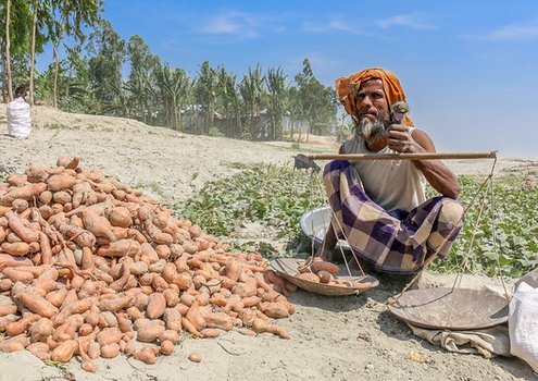 A man weighing harvested orange-fleshed sweetpotato growing along the banks of the Brahmaputra River in Northern Bangladesh