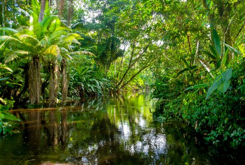 The Amazon Jungle in Ecuador.