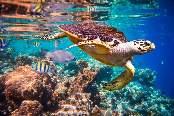 Tortue à écailles flottant sur un récif de corail dans l’Océan indien aux Maldives.