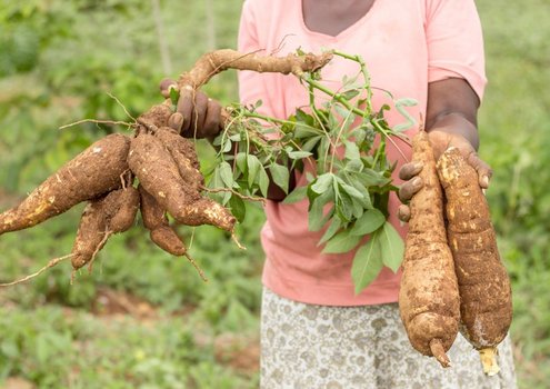 cyanide-free cassava 